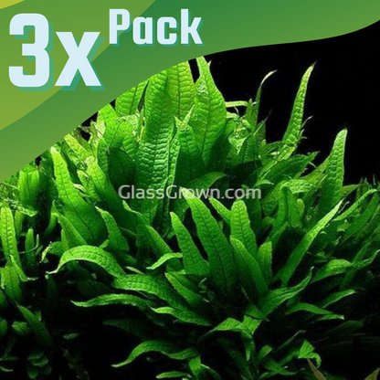 Java Fern