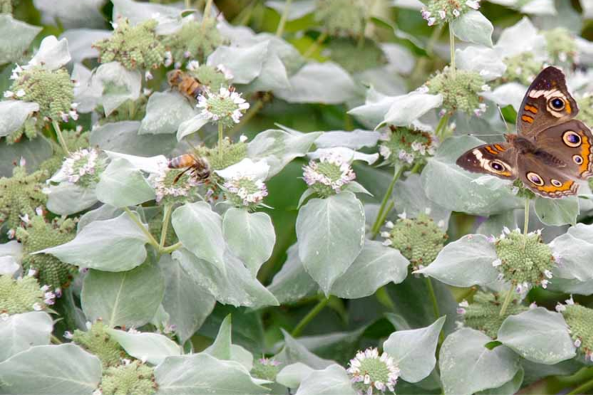 650 Mountain Mint Seeds - Pycnanthemum Pilosum - Fragrant Mint, Tea Herb, Attracts Pollinators
