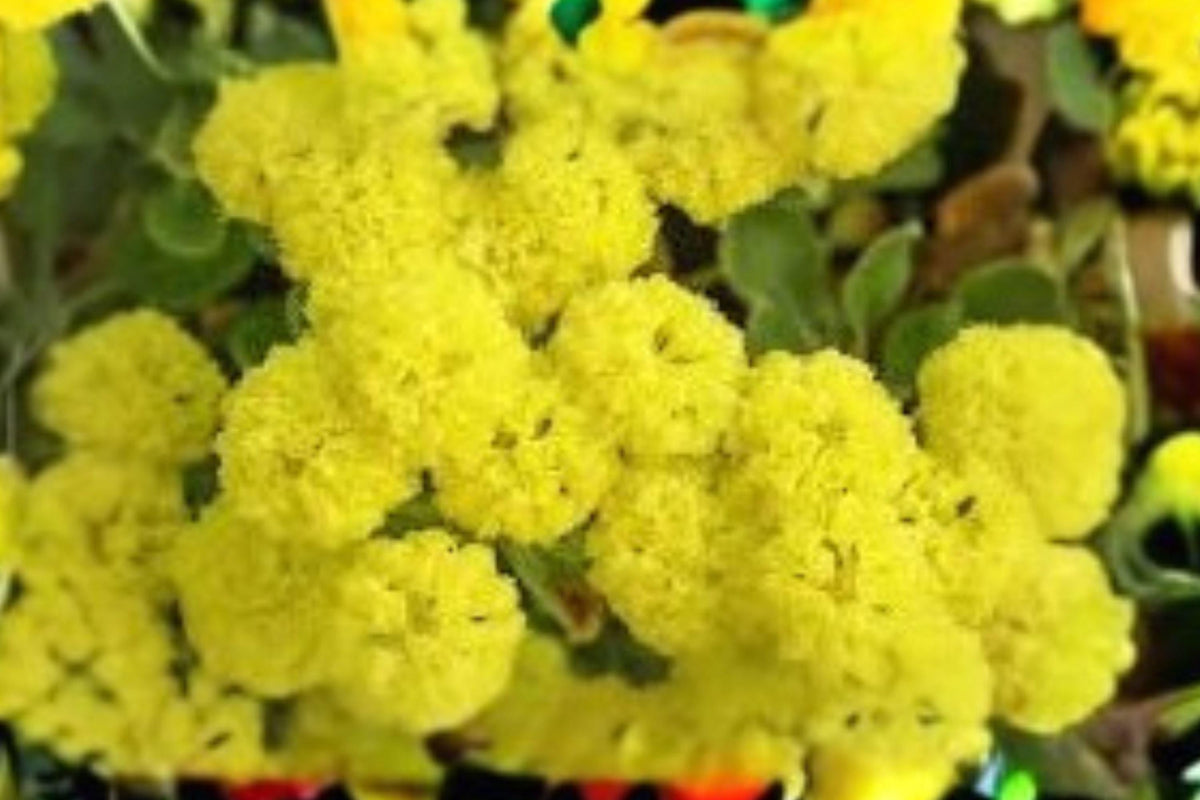 100 Seeds Eriogonum umbellatum Sulfurflower Buckwheat Drought-Tolerant Native Perennial for Dry Gardens