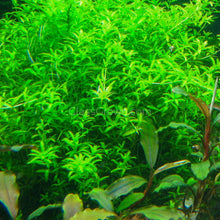 Pearlweed Portion in hand showing dense, creeping aquatic plant ideal for aquascapes and shrimp shelter