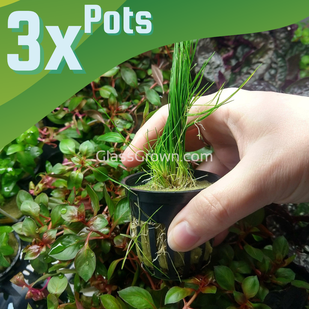 Dwarf Hairgrass (Eleocharis parvula)