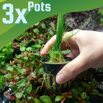 Dwarf Hairgrass (Eleocharis parvula)