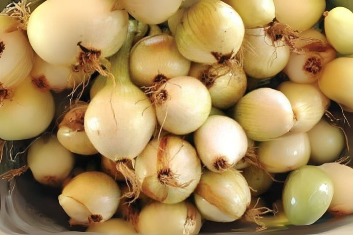 Walla Walla Sweet Onion Seeds - Heirloom, Non-GMO, Large Golden Bulbs, Allium cepa, 250 mg