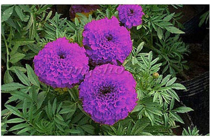 Purple India Marigold Seeds - 25+ Rare Flower Seeds - USA Grown -  - Vibrant Blooms - Pest Repellent - Butterfly Garden