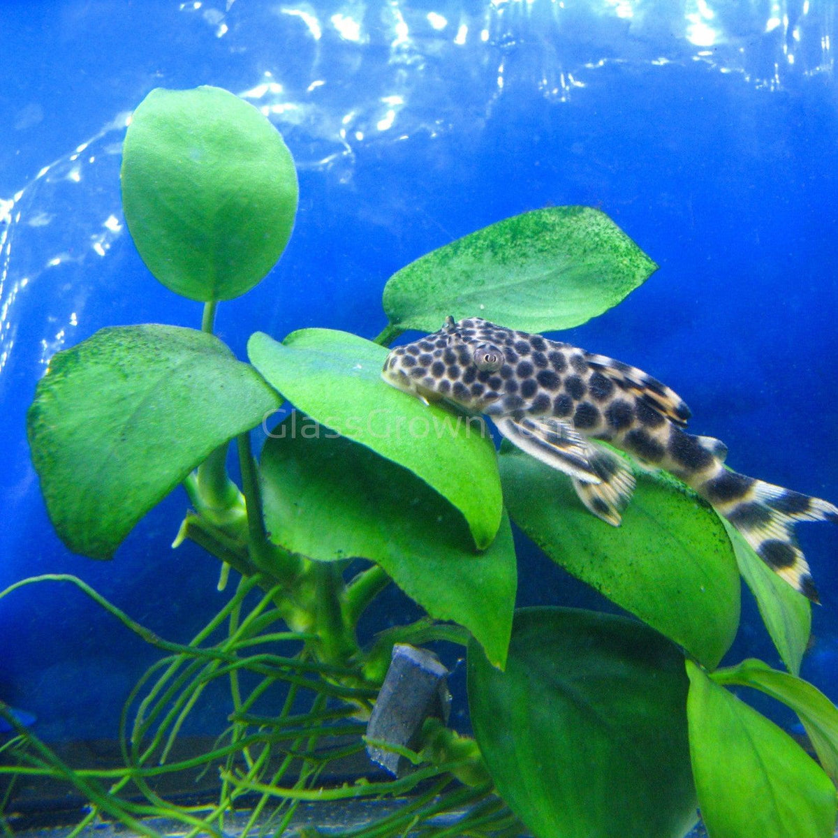 Anubias Nana