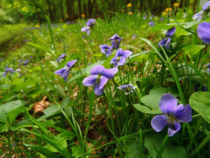 20 Wild Violets Live Plants – Hardy Ground Cover – Viola Sororia Starter Plants – Edible Flowers for Lawn, Shade Garden, or Containers
