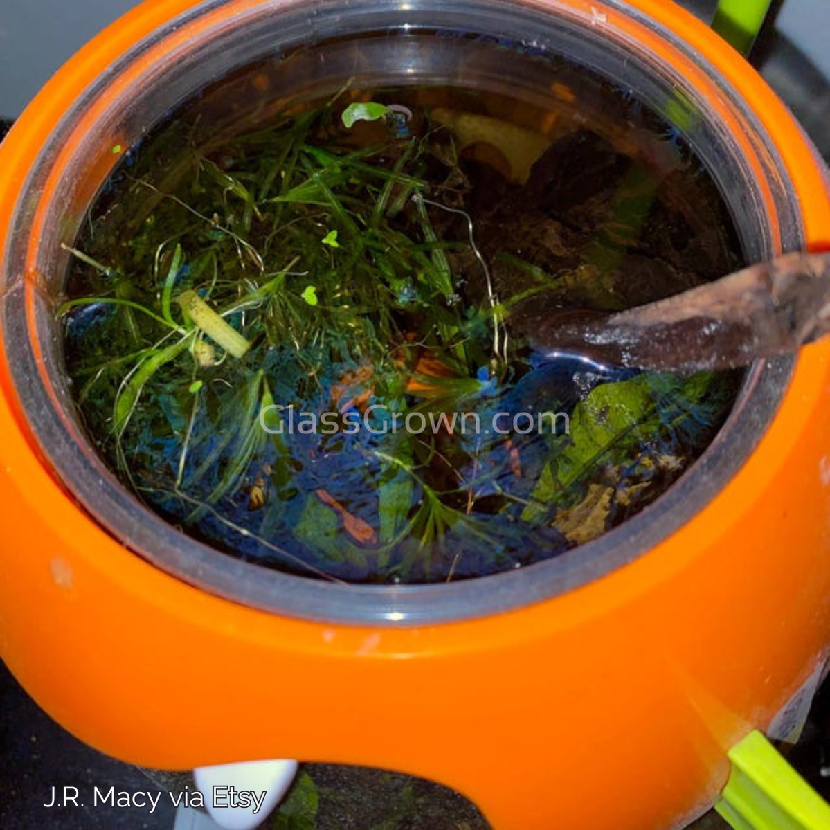 Bunch of Najas Guppy Grass