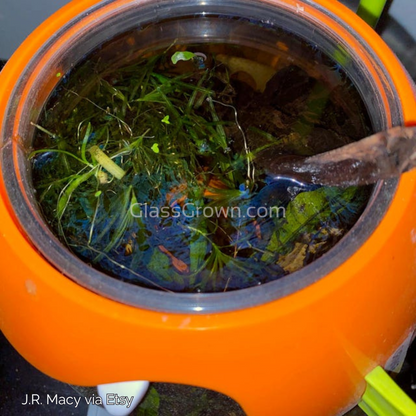 Bunch of Najas Guppy Grass