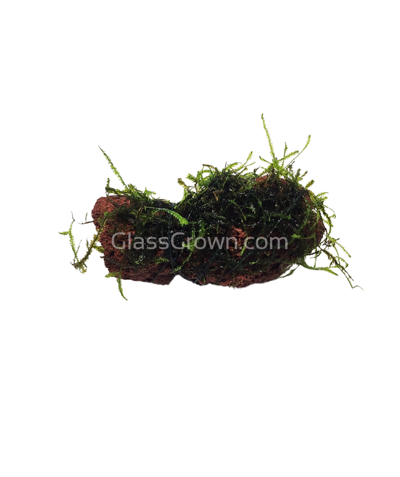 Java on a Lava! Java Moss on a Lava Rock