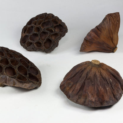 Dried Lotus Pods 3 Pack