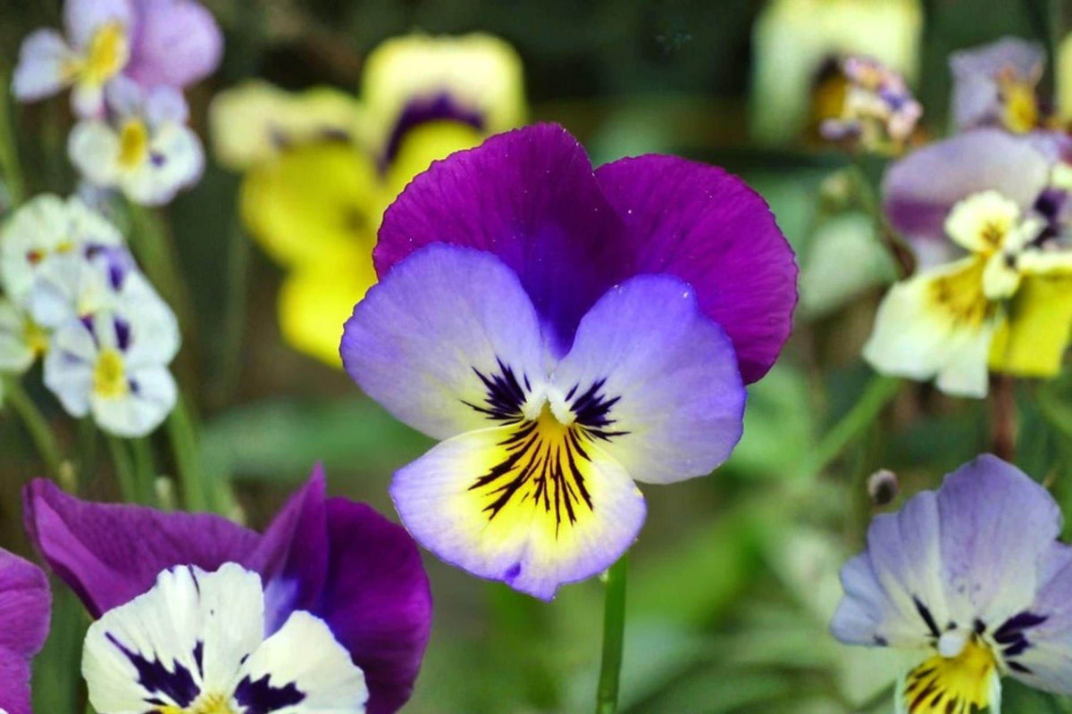 Helen Mount Johnny Jump Up Seeds – Viola tricolor Edible Flowers, Heirloom Pansy, Spring Bloom, Compact, 100 Pack
