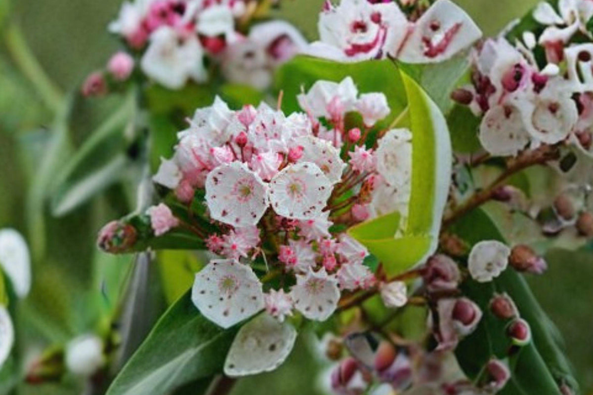 Mountain Laurel Seeds | Kalmia latifolia | Native Evergreen Shrub for Shade Gardens, Woodland Landscaping