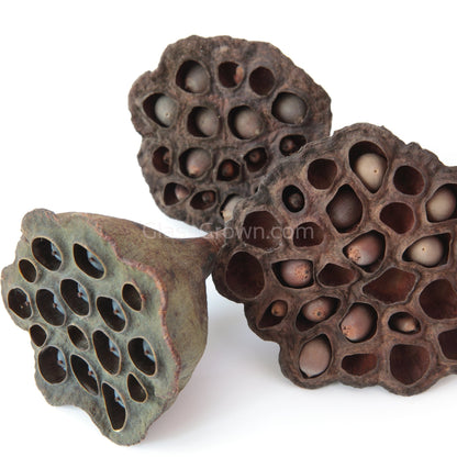 Dried Lotus Pods 3 Pack