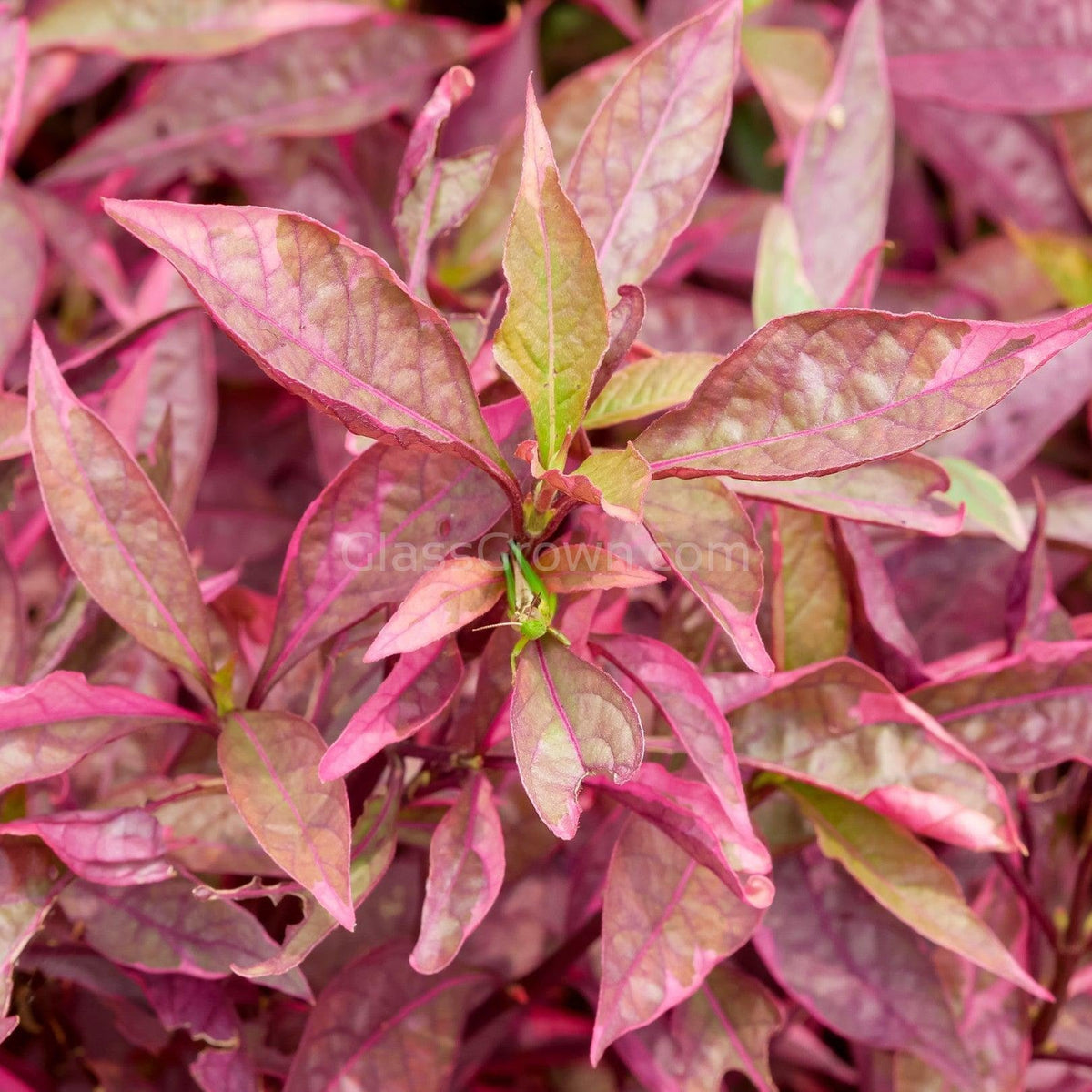 Grower's Choice High Light Plants (6 Bunches)
