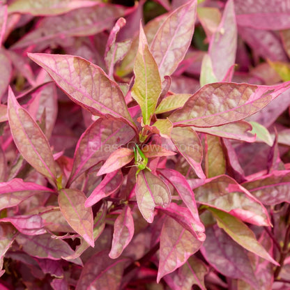 Grower's Choice High Light Plants (6 Bunches)