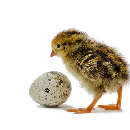 36 Quail Eggs for Hatching - Fertile Coturnix Selection Hens Choice, AI & NPIP Certified, Sustainably Sourced from Family-Run Farms, Farm Fresh Delivery with Minimal Breakage