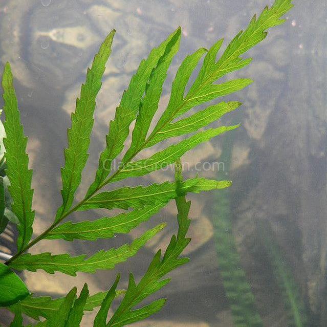 African Water Fern (Bolbitis Heudelotii)