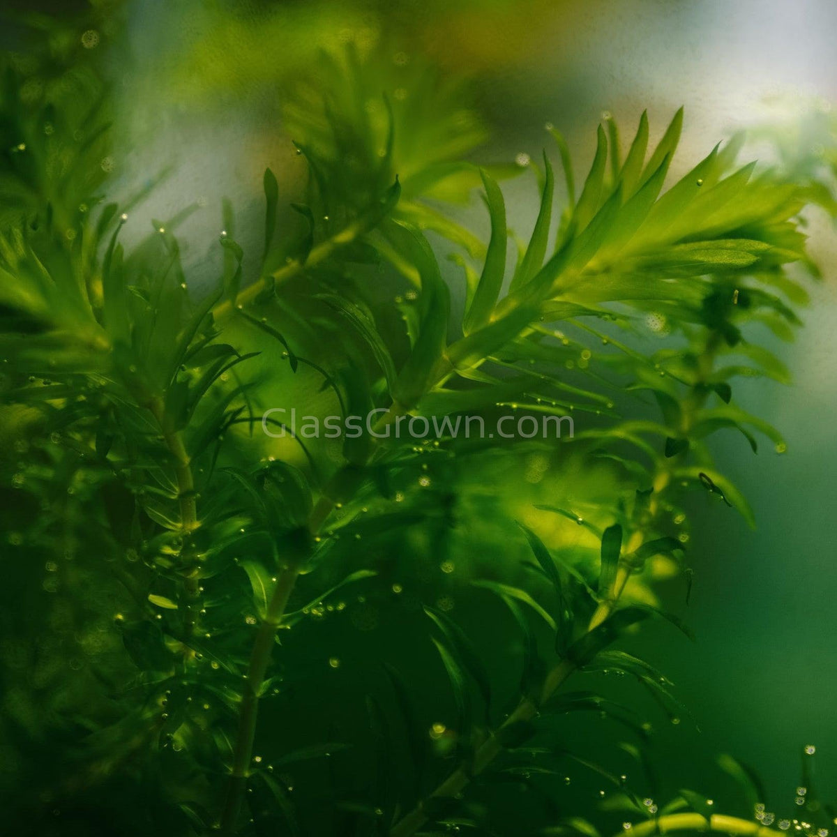 Grower's Choice Low Light Plants (6 Bunches)