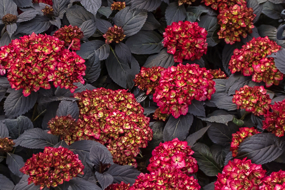 SUPER RARE Hydrangea Black Knight - 3 Fresh Cuttings for Rooting or Grafting, Unique Dark Blooms
