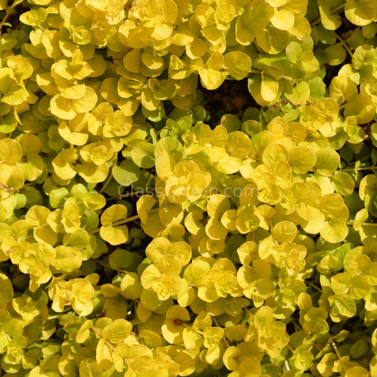 Grower's Choice High Light Plants (6 Bunches)