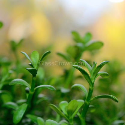 Grower's Choice Low Light Plants (6 Bunches)