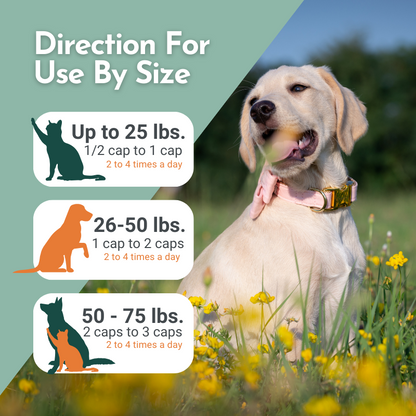 Hista Paws with Quercetin for Dogs and Cats