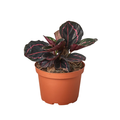 Calathea 'Dottie'