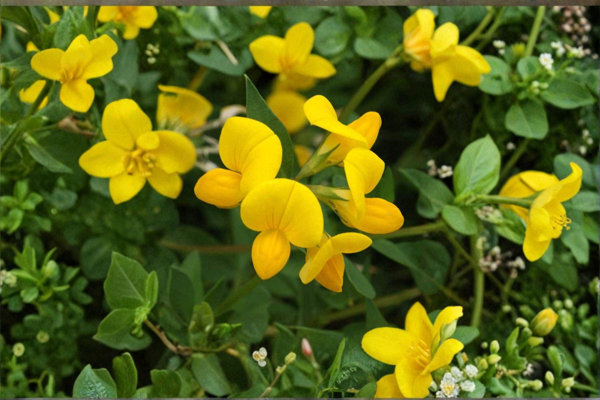 Birds Foot Trefoil Seeds – Lotus corniculatus – Perennial Legume for Forage, Groundcover & Pollinator Nectar
