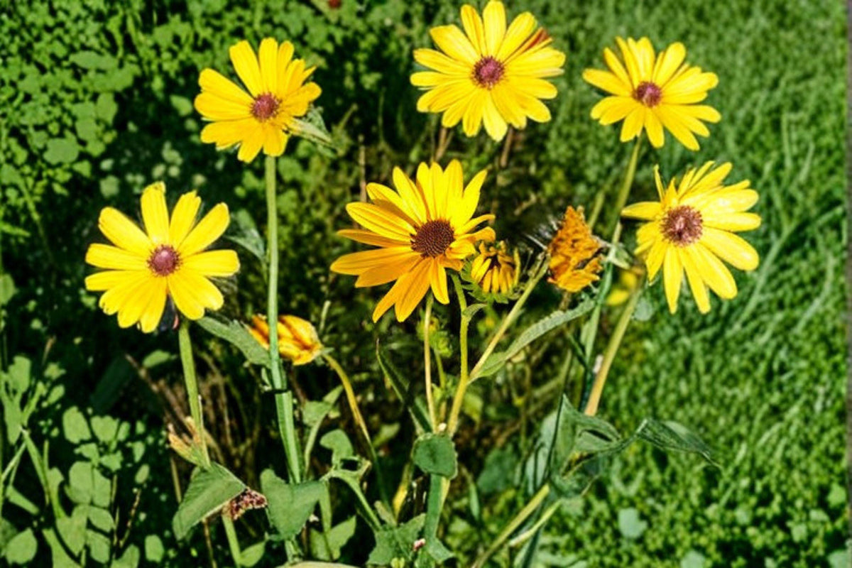 Helianthus angustifolius Swamp Sunflower Seeds, Native Wildflower, Pollinator Plant, Perennial, Bright Yellow Blooms, 200 Seeds