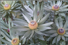 Silver Tree Seeds, Leucadendron argenteum, Rare South African Evergreen, Collector Seeds, Exotic Ornamental Plant