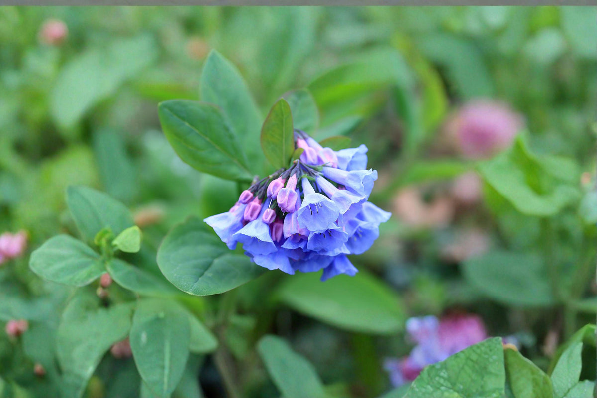 Virginia Bluebells Seeds – Mertensia virginica – Native Woodland Wildflower for Shade Gardens, Early Spring Bloom