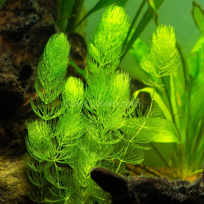 Grower's Choice Low Light Plants (6 Bunches)