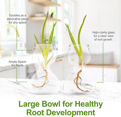 Clear Glass Bud Vases - Propagation Stations (Set of 8)
