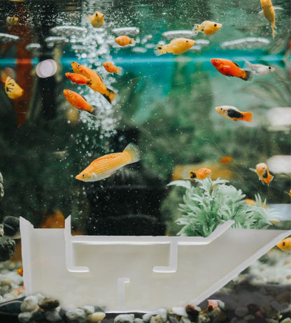 Chatelet Aquarium Underground Tunnel | Fish & Shrimp Hideout for Aquariums | Unique Underground Viewing Tunnel | Made in USA