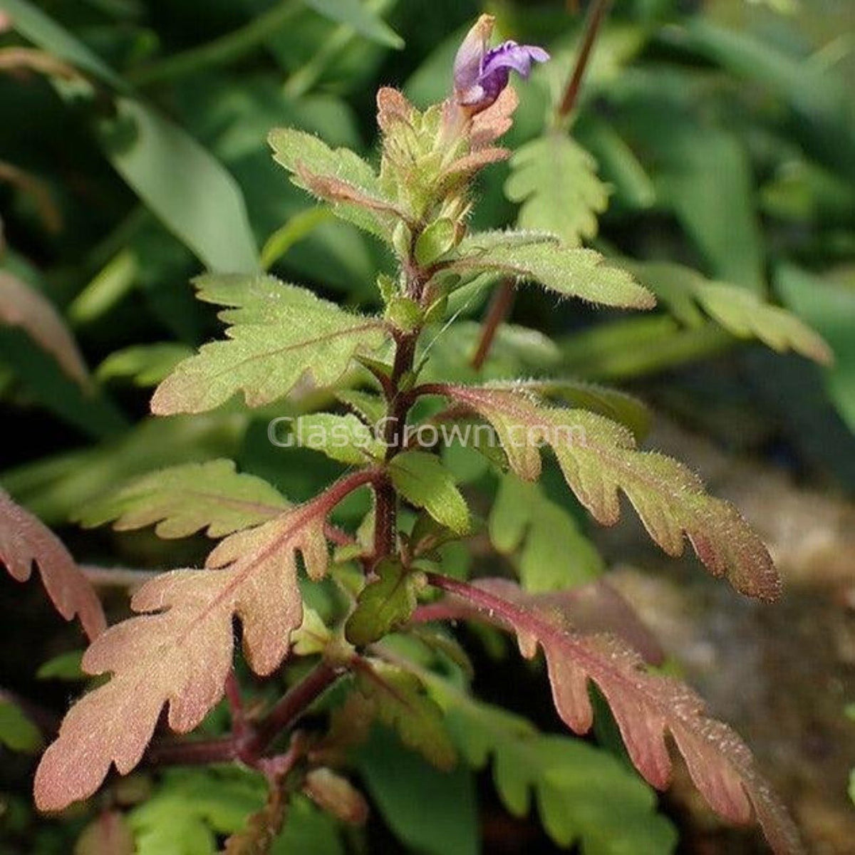 Grower's Choice High Light Plants (6 Bunches)