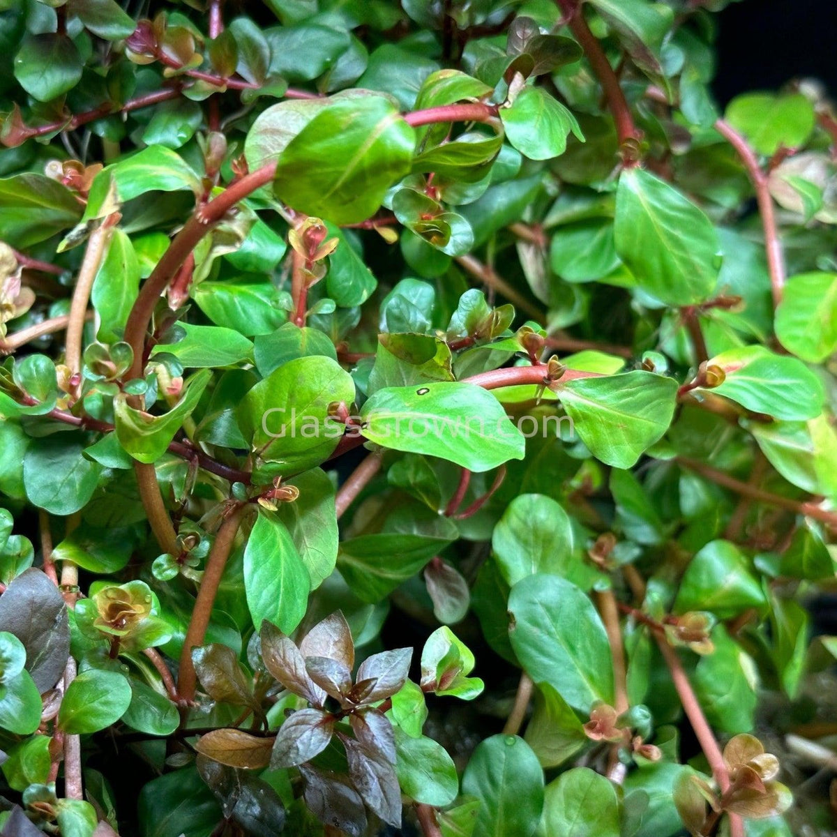 Grower's Choice High Light Plants (6 Bunches)
