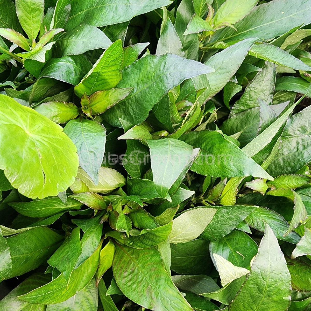 Grower's Choice Low Light Plants (6 Bunches)