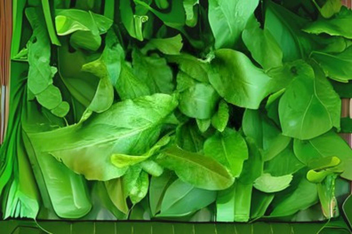 Large Leaf Sorrel Seeds 250mg | Rumex acetosa Perennial Herb for Salads, Soups & Sauces | Non-GMO, Heirloom Garden Seeds