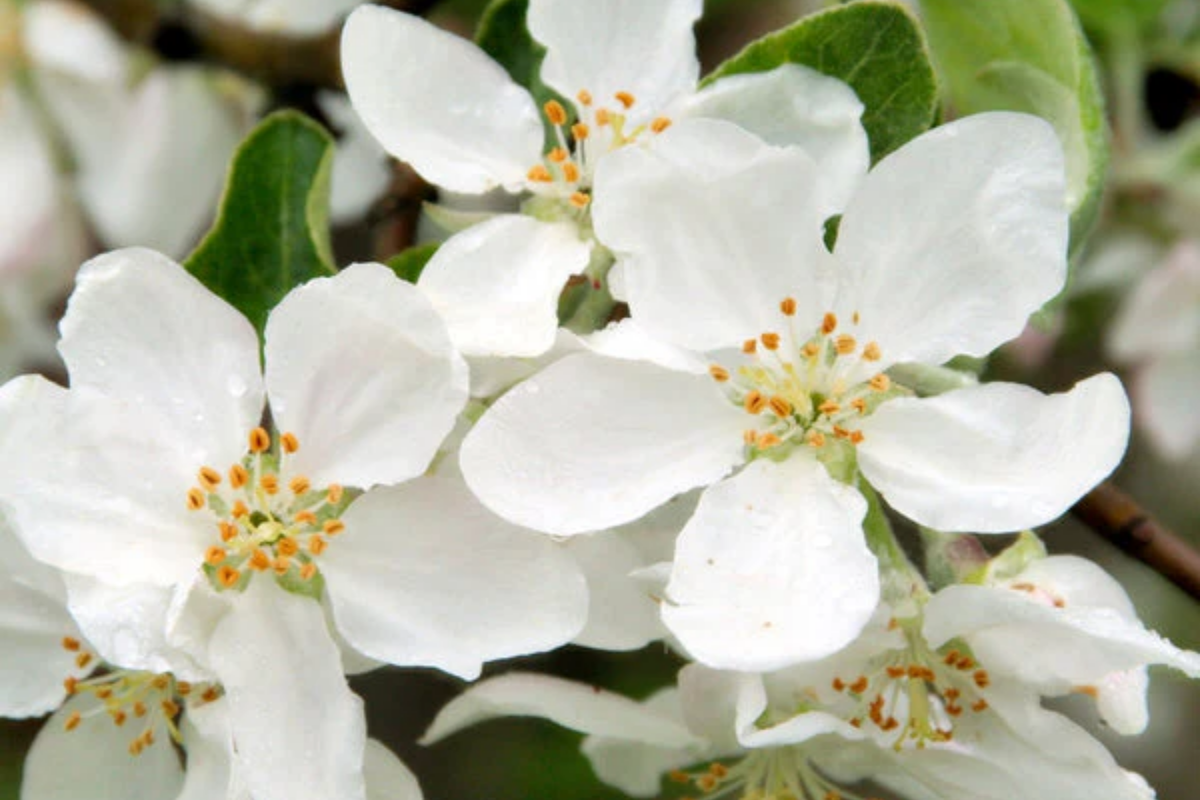 Roselow Sargent Crabapple Tree – Live Bare Root Plant Malus sargentii ‘Roselow,’ 10–12" Shipping Size