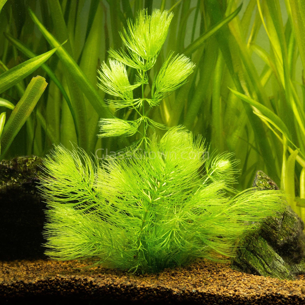 Bunch Hornwort