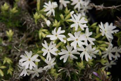 Snowflake Creeping Phlox Seeds - 100+ White Ground Cover Seeds - USA Grown -  - Drought Tolerant - Butterfly Garden - Perennial