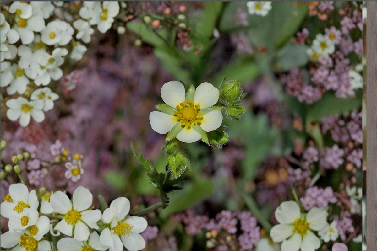 Prairie Cinquefoil Seeds - Native Pollinator Wildflower - Potentilla arguta - 500 Seeds for Prairie Restoration & Wild Gardens
