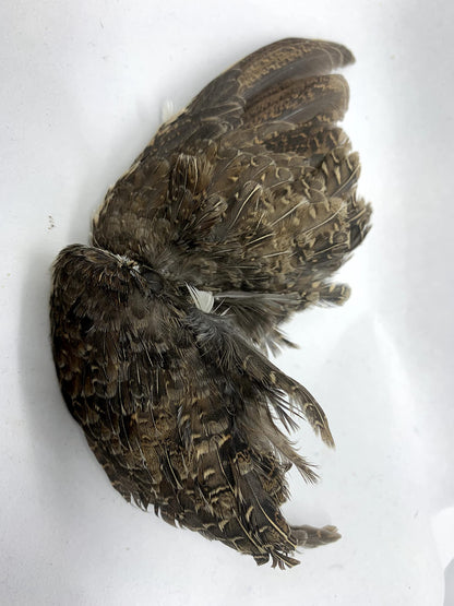Premium Quail Wings for Dog Training - 1 Pair, Authentic Bird Scent from US Farms, Ideal for Scent and Hunting Training