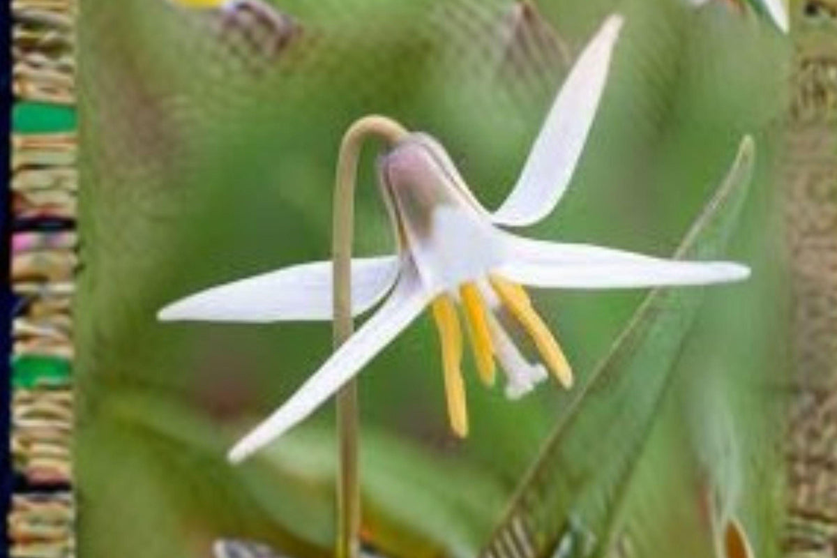White Trout Lily Seeds – Erythronium albidum – Native Woodland Wildflower, Spring Ephemeral, Part Shade to Full Shade