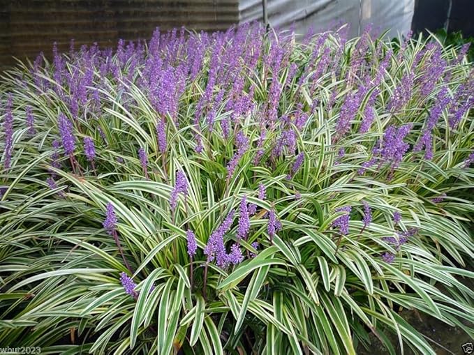 10 Variegated Monkey Grass Bare Roots (Liriope muscari ‘Variegata’) – Hardy Groundcover for Landscaping, Borders & Edging