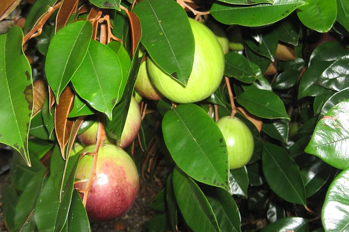 Star Apple Tree (Chrysophyllum cainito) 1′–2′ – Tropical Live Fruit Tree with Sweet, Starry Fruits