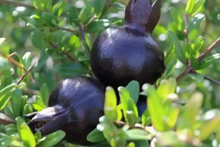 Black Pomegranate Tree Live 1-2 ft Fruit Tree | Hardy Tropical Varieties | Delicious, Antioxidant-Rich Fruit | Easy Care for Gardens