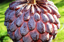 1 Sugar Apple Tree 12’-24’ Live Tropical Fruit Tree | Sweet Annona squamosa | Grow Exotic Custard Apple in Your Garden or Patio