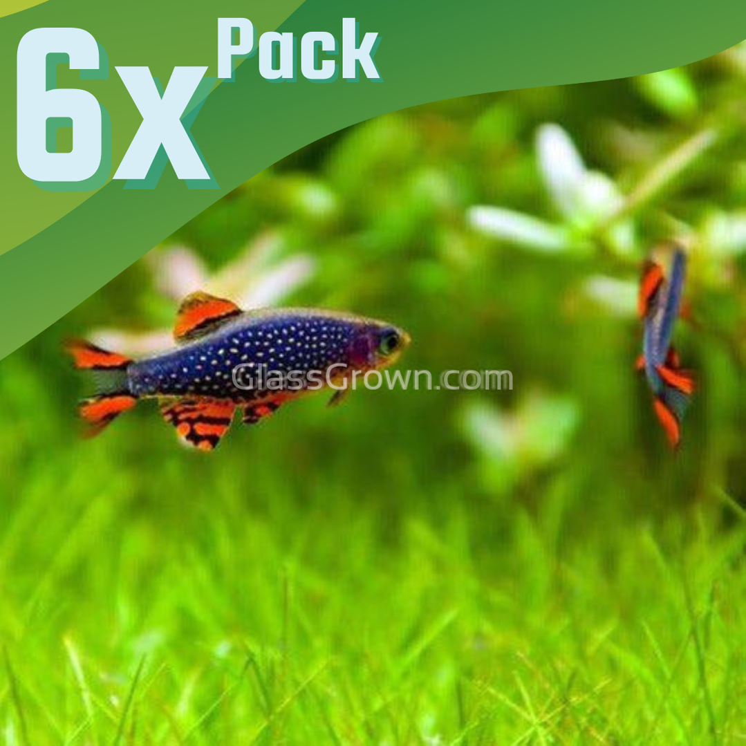 Celestial Pearl Danios (Galaxy Rasboras) 6 Pack