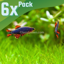 Celestial Pearl Danios (Galaxy Rasboras) 6 Pack